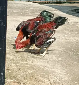 Ayam Jago Bangkok 2