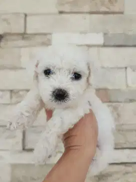 Anakan Bichon Jantan Murah