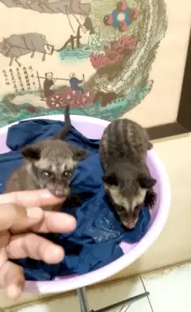 Baby Musang pandan