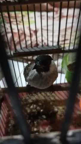 Burung kutilang jinak