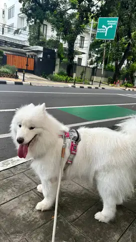 Anjing Samoyed Betina Lucu