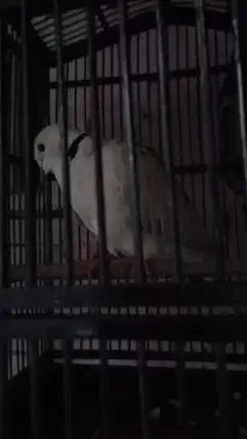 Jual burung puter pelung brtina