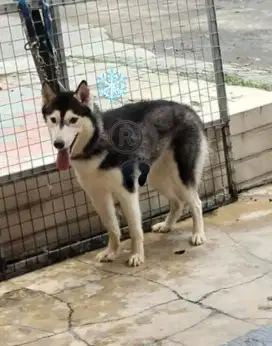 Husky betina Calon Indukan