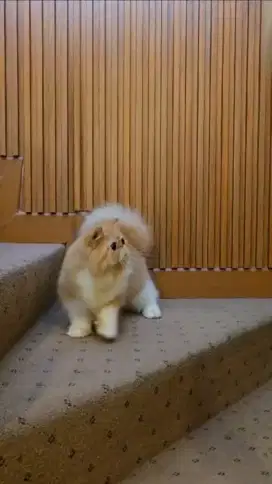 Exotic longhair jantan 8 bulan
