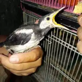 Jalak suren lolohan