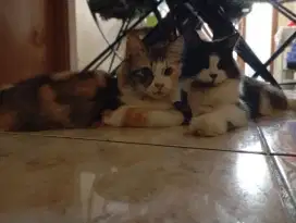 Dijual 2 kucing persia campur kampung & 1 kucing mainecoon
