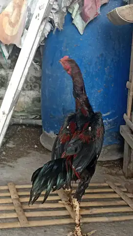 Ayam Bangkok usia 8 bulan