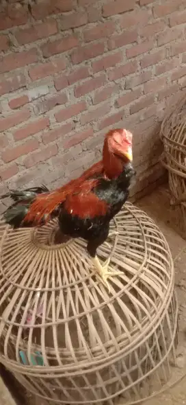 Ayam shamo Jepang jantan jos murah saja mantap