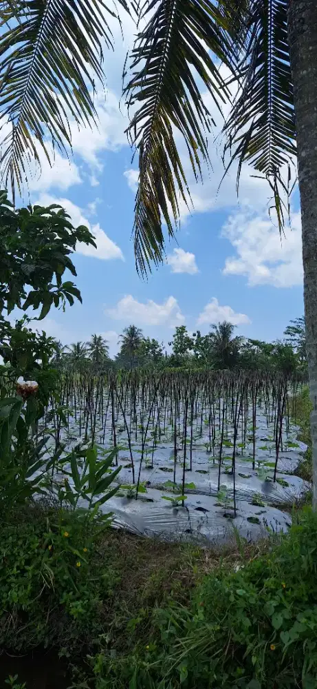 SAWAH DI NGAGLIK SLEMAN DIJUAL