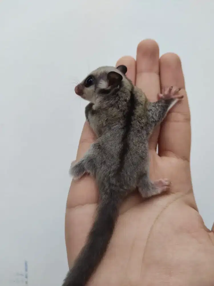 Sugar glider Classic grey DH cream plat ph leu