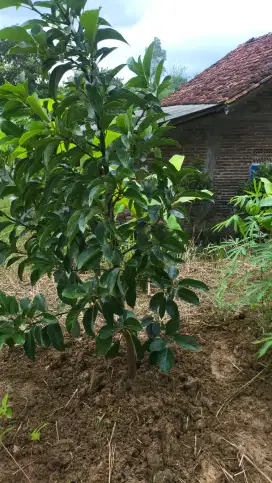 Dijual KEBUN ALPOKAT