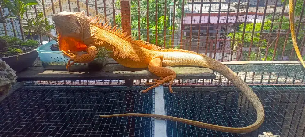 Red albino iguana betina 128cm