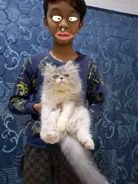 Kitten Peaknose Betina