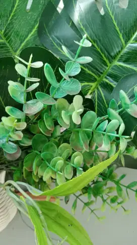 Daun monstera dan daun dollar