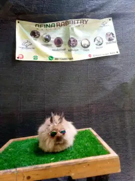 Kelinci lion head indukan