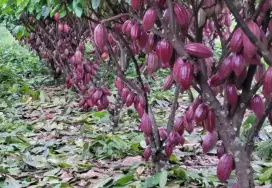 Jual bibit kakao kopi coklat Sulawesi mcc02 bandar Lampung