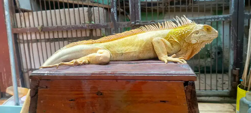Green albino iguana
