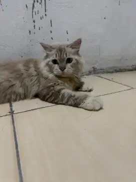 Kucing ragdoll jantan