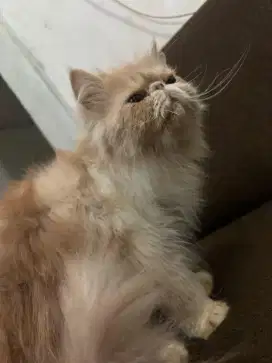 Kucing peaknose jantan
