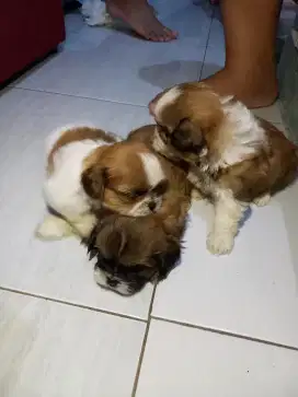 Anak anjing Shitzu