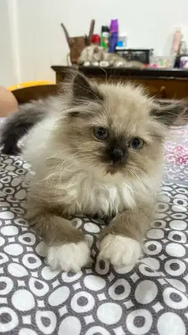 KITTEN HIMALAYA