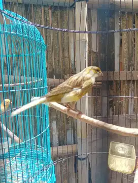 Jual burung kenari