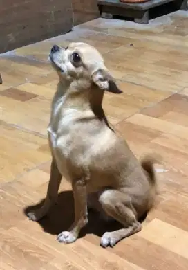 Chihuahua jantan