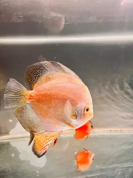 Ikan Discus Rumahn