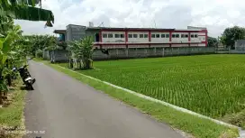 Sawah zona kuning Mojolaban Sukoharjo