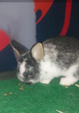 Kelinci netherland dwarf