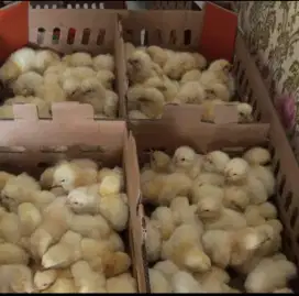 DOC BROILER / ANAK AYAM PEDAGING 1 BULAN PANEN
