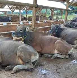 sapi potong 400kiloanUP siap hajatan potongan iedul fitri sedekah puas