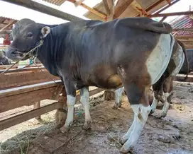 sapi qurban 400kiloan ras sapi bali jamin manteb rawatan kandang puas