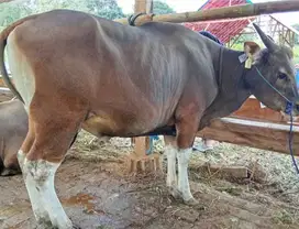 sapi qurban 400kiloan ras bali siap hewan kurban 2025 jamin manteb top
