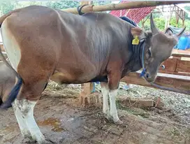 sapi bali 400kiloanUP siap qurban iedul adha 2025 rawatan kandang puas