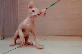 Kucing Sphynx levkoy straight (telinga naik)