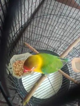 LOVEBIRD JOSAN EKEK DURASI PENDEK PANAJNG BRSIK 350 AJA FULSET