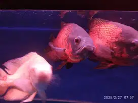 Ikan oscar 3kor jumbo