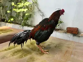 Ayam bangkok Trah