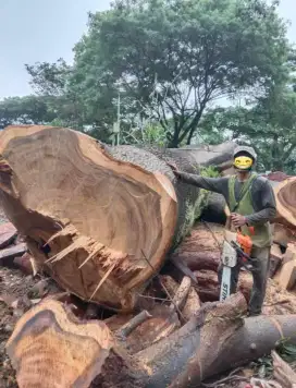 Jasa tebang pohon & tebang bambu