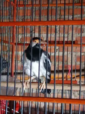 Burung jalak suren deker