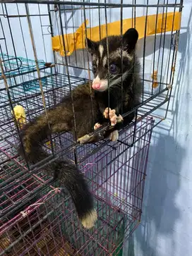 Musang pandan lombok mozzaik