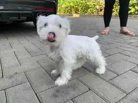 dijual anjing miniature schnauzer putih kaki pendek