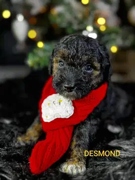 Toy Poodle Kecil dan Gemoy