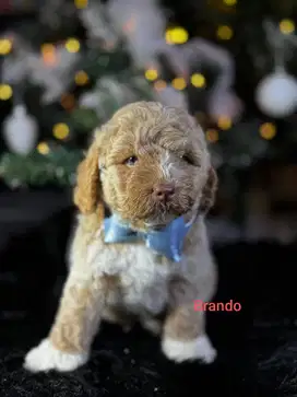 Toy Poodle Gemoy dan Lincah