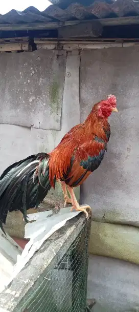 Ayam aduan Bangkok