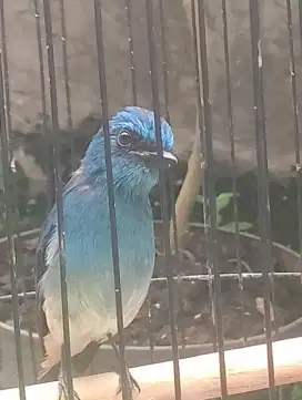 Mau di jual aj peliharaan sendiri