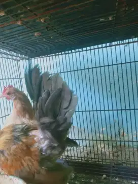 Jual sepasang ayam Serama siap ternak