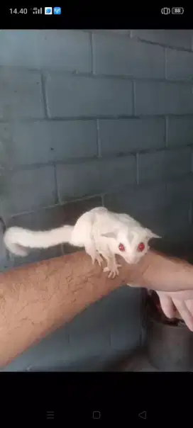 Sugar Glider Creamino