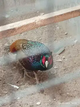 Ayam Ringneck hijau dan merpati king